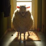 Black Sheep : L’attaque des mouton-garous