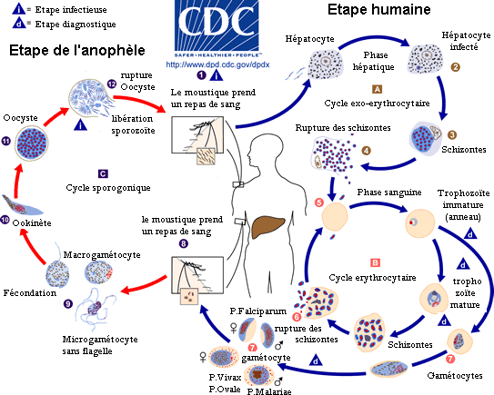 Le cycle de vie du parasite responsable de la malaria (Domaine publique)