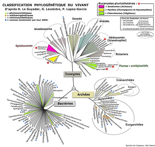 Représentation de l'arbre du vivant d'après la classification phylogénétique du vivant par Spiridon Ion Cepleanu (cc by sa)