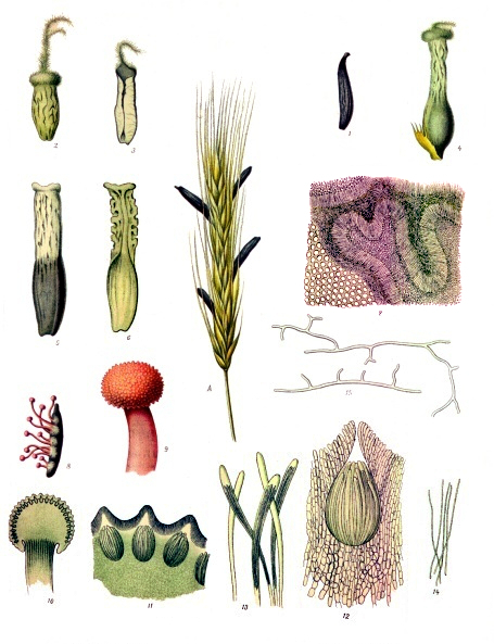Planche des différentes formes d'ergot de seigle issue de Köhler's Medizinal Pflanzen