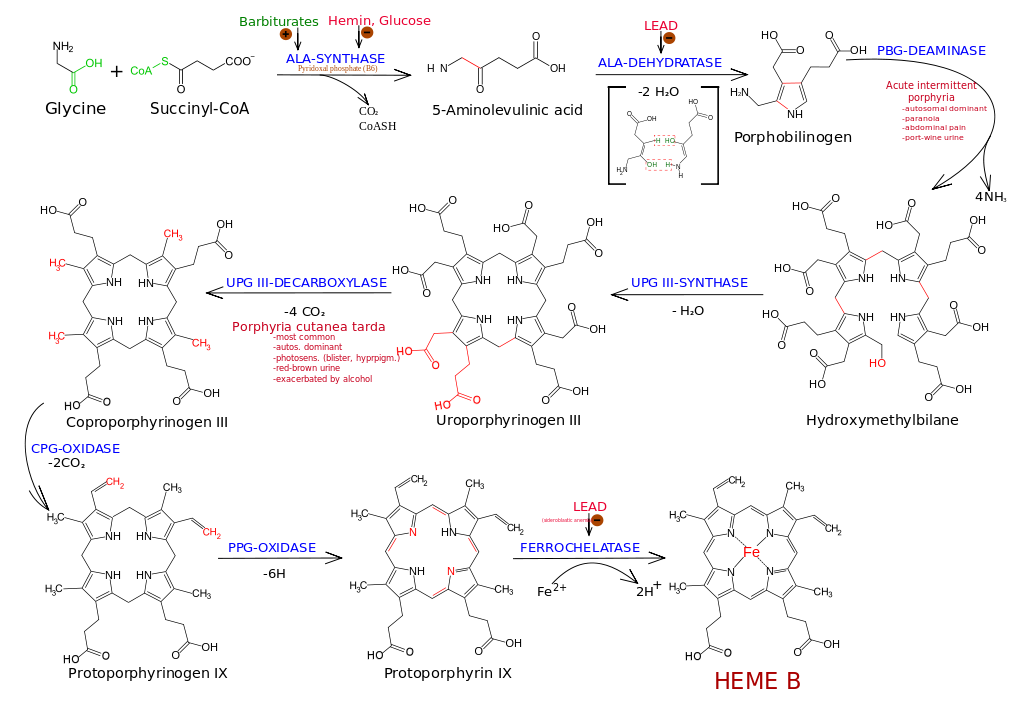 La synthèse de l'hème et les différentes porphyries (par RossBoswell à partir du travail de MrNerdy cc by sa)